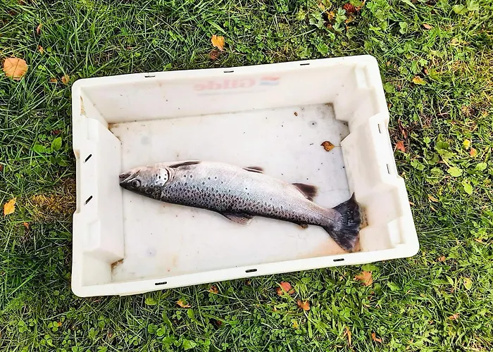 6 Person In Feriehus *